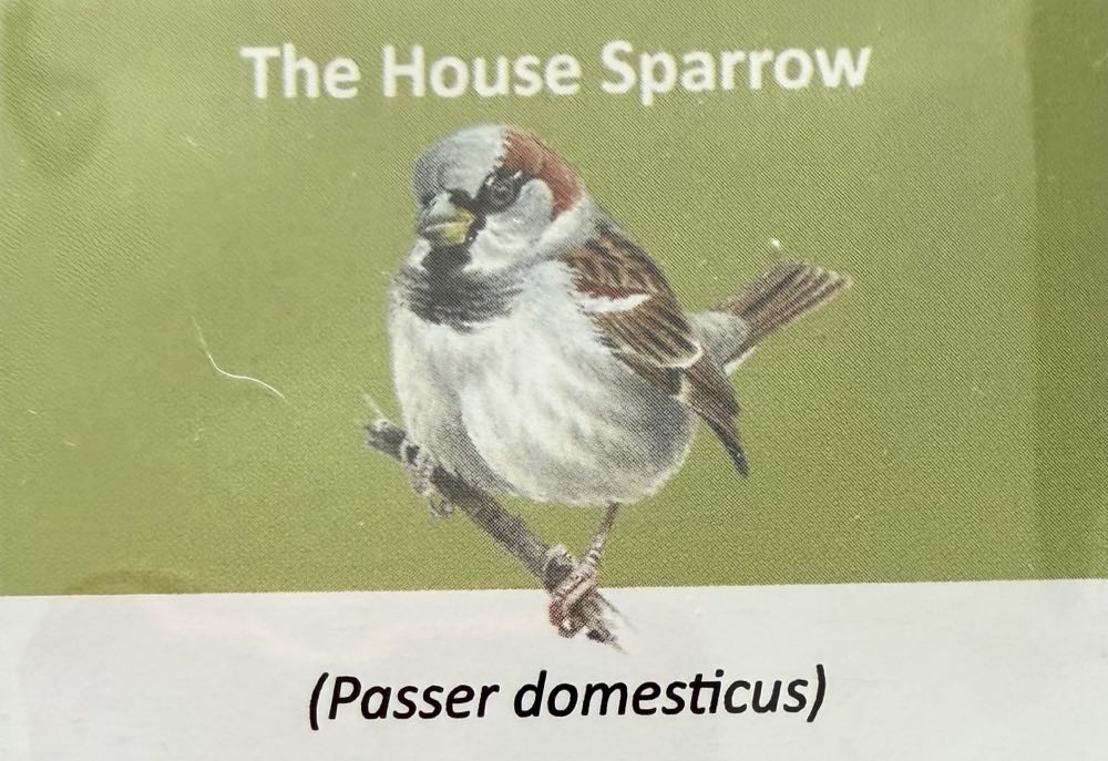 2021 Wildlife House Sparrow 10p (2)  coin collectible - Main Image 3