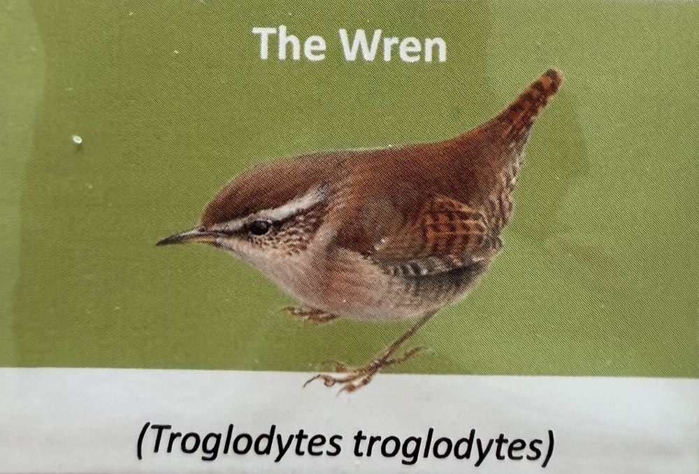 2021 Wildlife Wren 10p (2)  coin collectible - Main Image 3