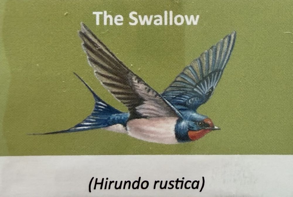 2021 Wildlife Swallow 10p (2)  coin collectible - Main Image 3