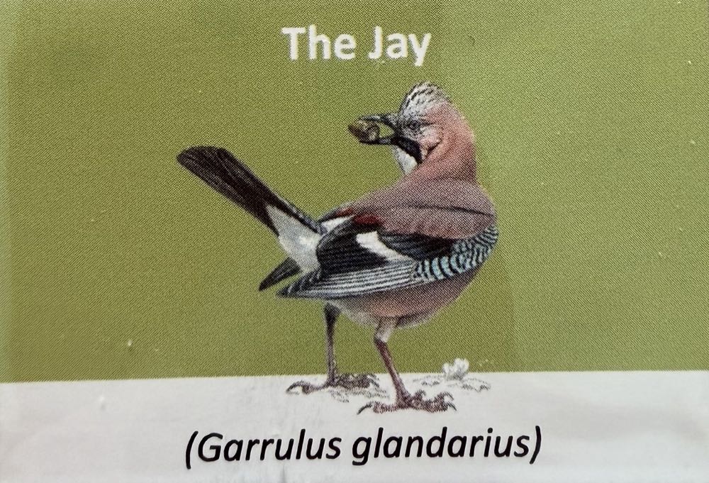 2021 Wildlife Jay 10p (2)  coin collectible - Main Image 3