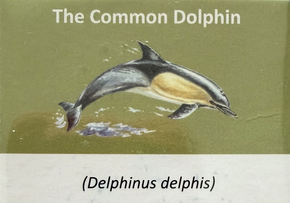 2021 Wildlife Common Dolphin 10p (2)  coin collectible - Main Image 3