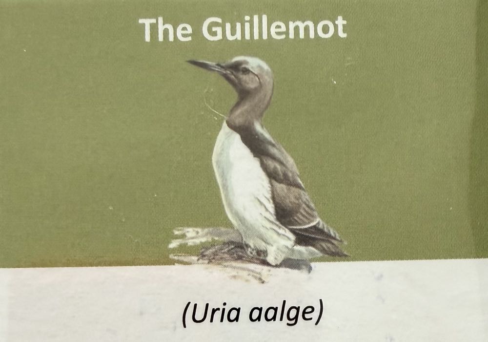 2021 Wildlife Guillemot 10p (2)  coin collectible - Main Image 3