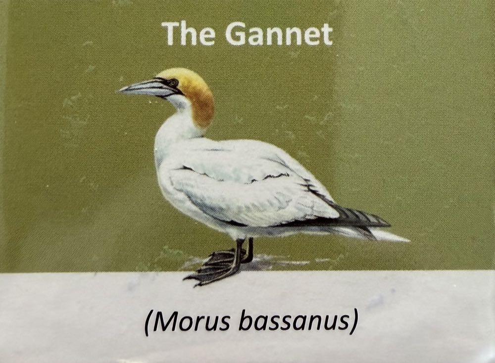 2021 Wildlife Gannet 10p (2)  coin collectible - Main Image 3