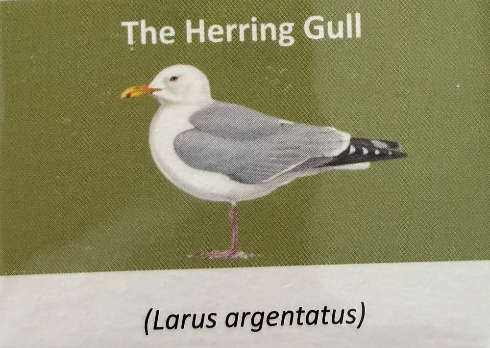 2021 Wildlife Herring Gull 10p (2)  coin collectible - Main Image 3