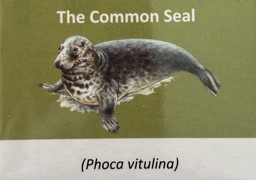 2021 Wildlife Common Seal 10p (2)  coin collectible - Main Image 3