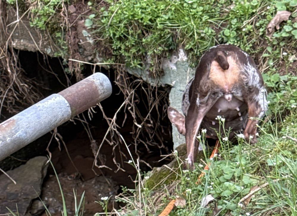 The Invincible Iron Man - Marvel Comics (195 - Jun 1985) comic book collectible [Barcode 759606064274] - Main Image 4