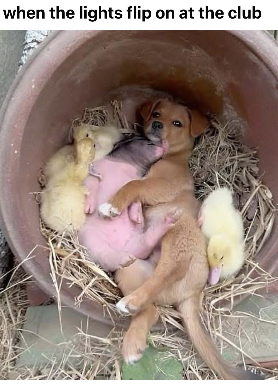 Spawn - Image Comics (37 - Nov 1995) comic book collectible [Barcode 073361649898] - Main Image 3