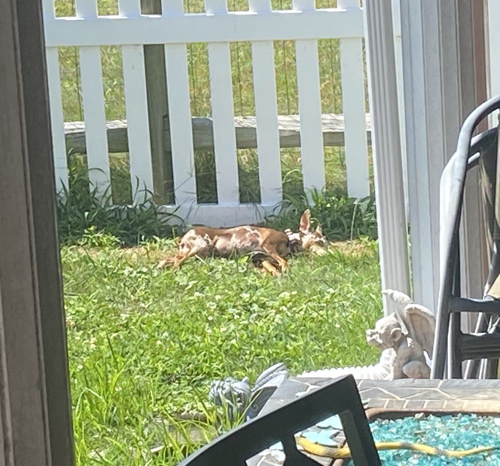 West Coast Avengers - Marvel (49 - Oct 1989) comic book collectible - Main Image 4