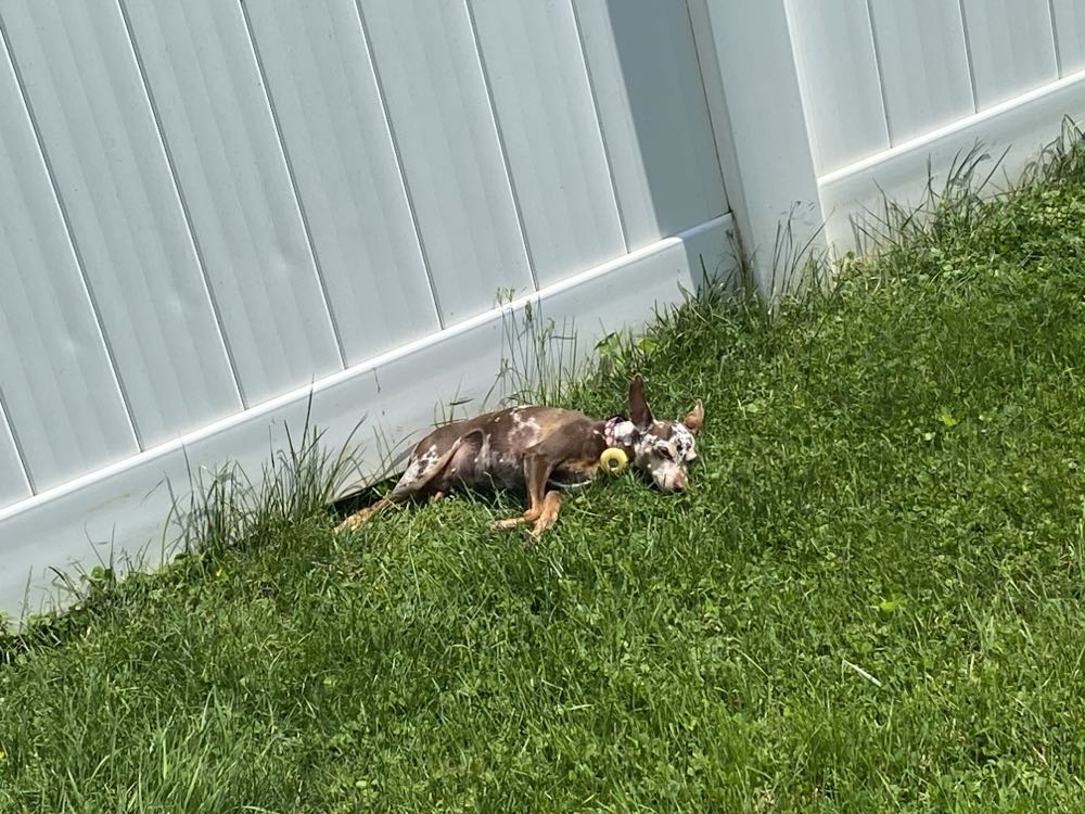 West Coast Avengers - Marvel Comics (38 - Nov 1988) comic book collectible [Barcode 071486025375] - Main Image 4