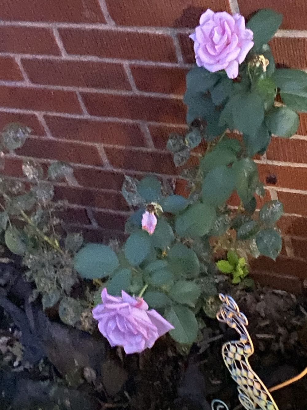 Detective Comics - DC (Detective Comics) (973 - Mar 2018) comic book collectible [Barcode 76194134373097311] - Main Image 4