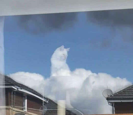 The Incredible Hulk - Marvel Comics (443 - Jul 1996) comic book collectible [Barcode 9780785107903] - Main Image 4