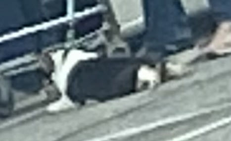 Amazing Spider-man, The - Marvel Comics Group (229 - Jun 1982) comic book collectible [Barcode 759606068142] - Main Image 3