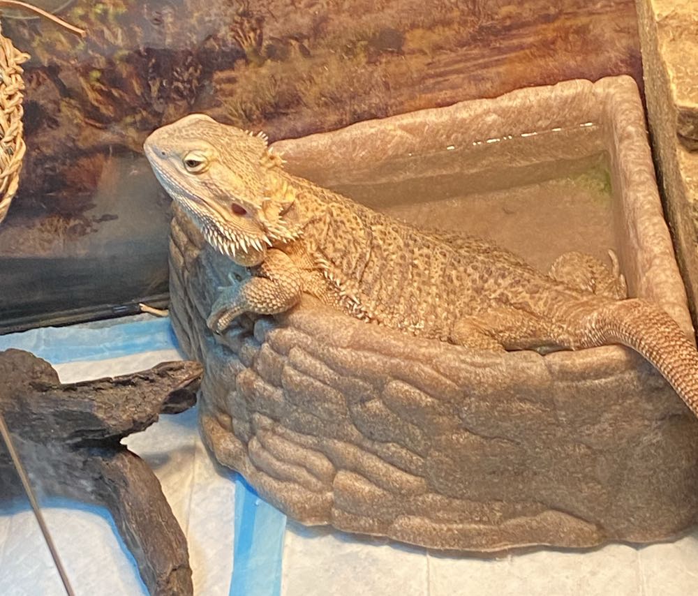 Action Comics - DC (Detective Comics) (512 - Oct 1980) comic book collectible [Barcode 070989304109] - Main Image 4