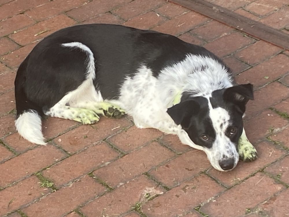 Spider-Man (Vol 1 | 1990) - Marvel (22 - May 1992) comic book collectible [Barcode 759606013210] - Main Image 2