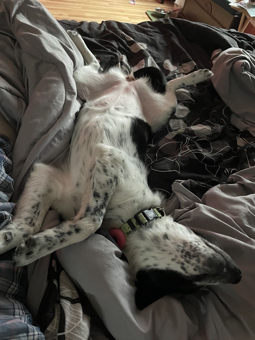 Spider-Man - Marvel Comics (31 - Feb 1993) comic book collectible [Barcode 071486013211] - Main Image 4