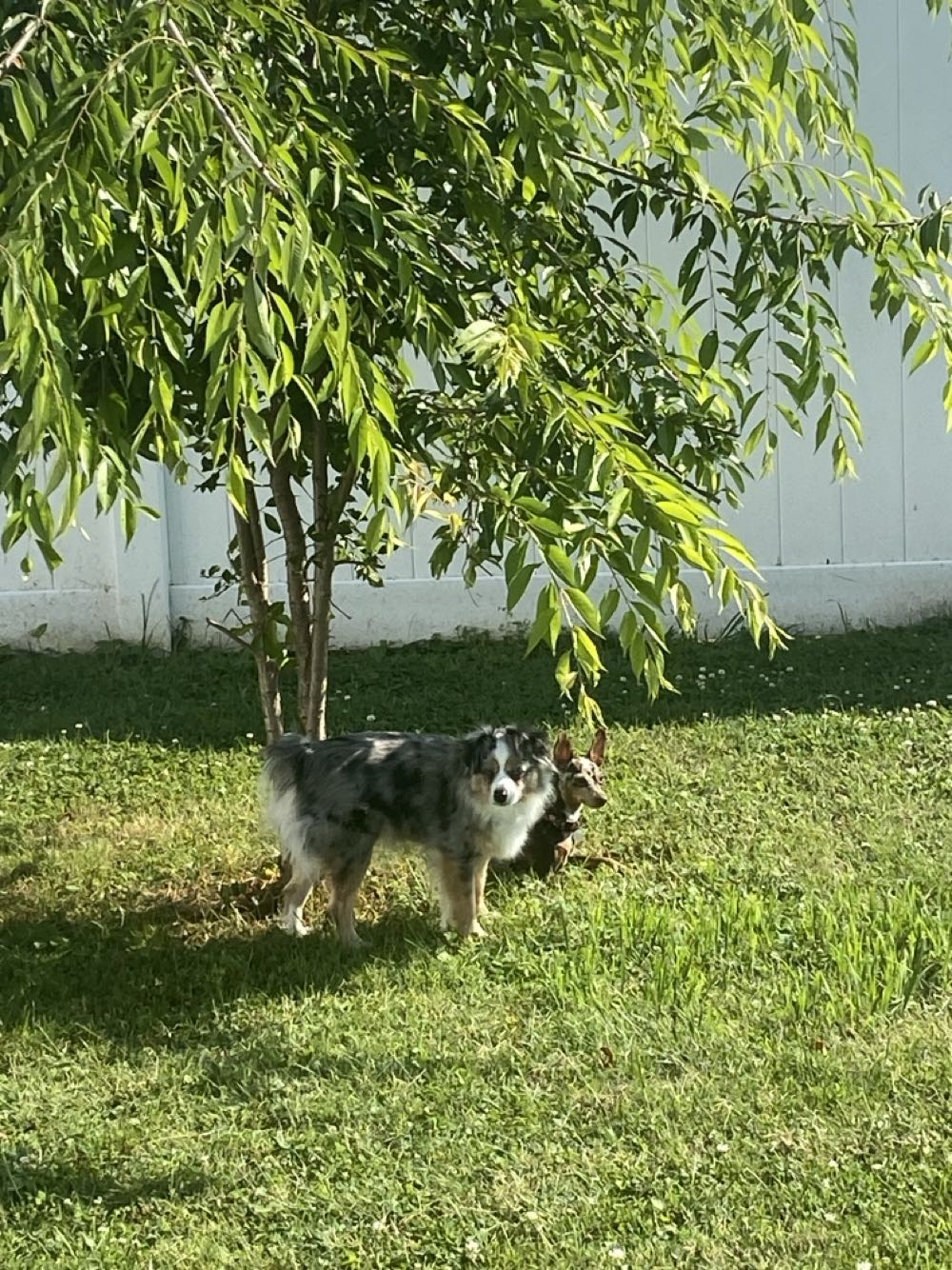 Spider-Man - Marvel Comics (66 - Mar 1996) comic book collectible [Barcode 848000210573600001] - Main Image 4