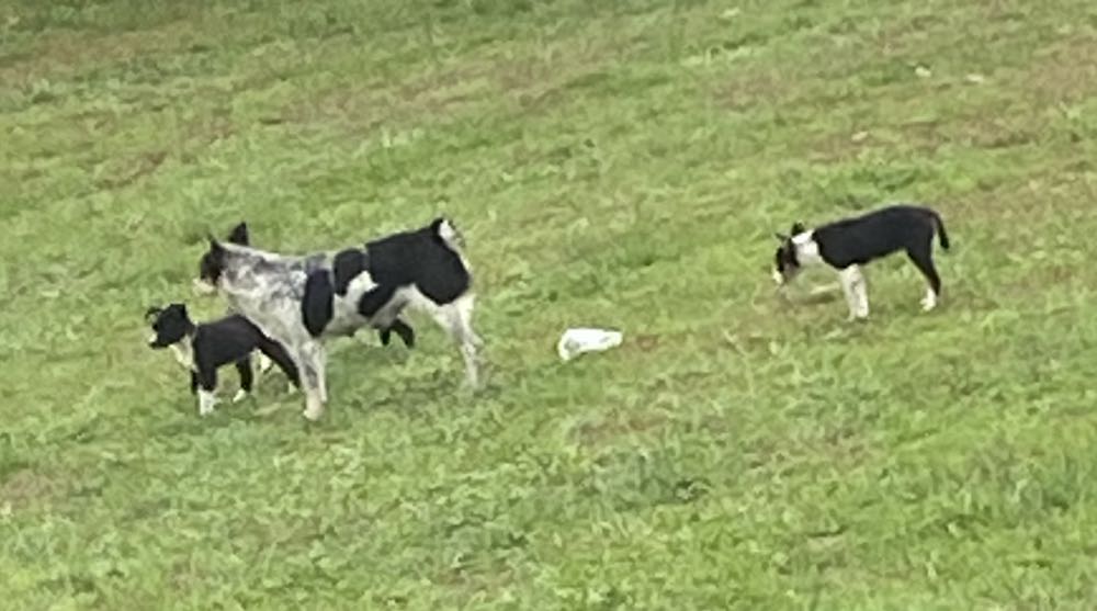 Spider-Man - Marvel Comics (32 - Mar 1993) comic book collectible [Barcode 071486013211] - Main Image 4