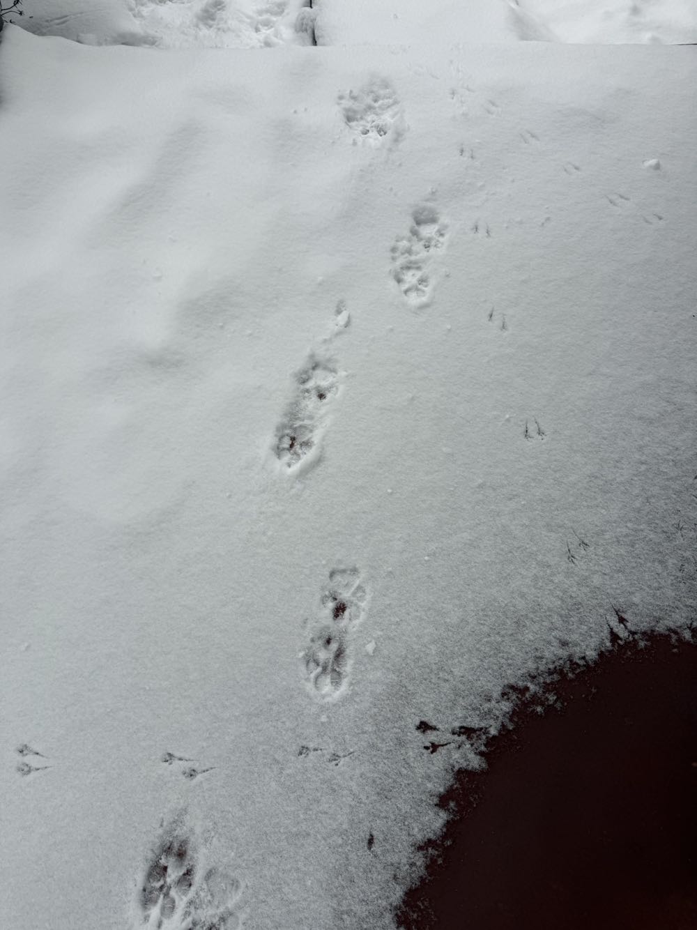 Excalibur - Marvel Comics (41 - Sep 1991) comic book collectible [Barcode 759606055401] - Main Image 4