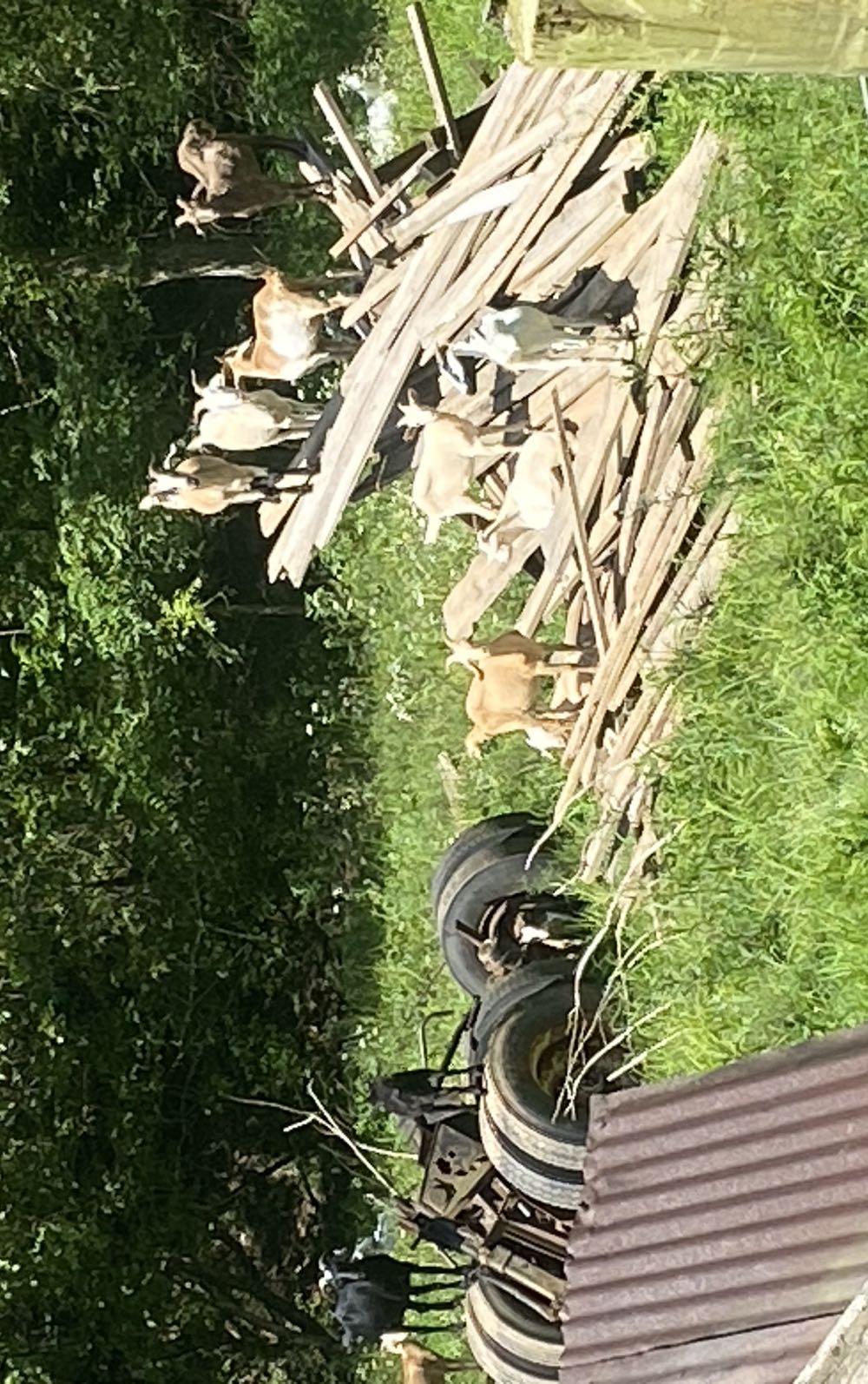 Avengers - Marvel Comics Group (204 - Feb 1981) comic book collectible [Barcode 071486024583] - Main Image 3