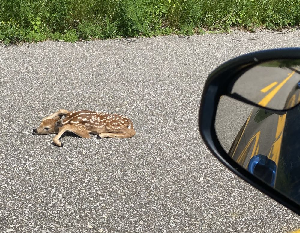 Archie’s Girls Betty and Veronica - Archie Comics (156) comic book collectible - Main Image 3