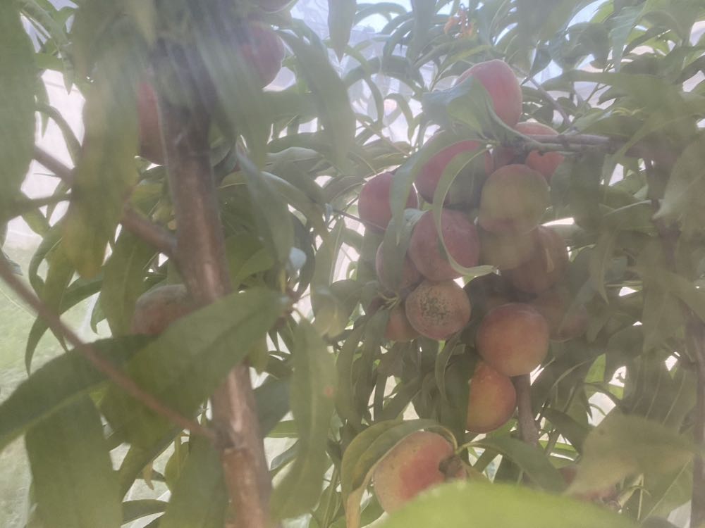 Batwoman (2011) - DC Comics (29 - May 2014) comic book collectible [Barcode 76194126480602911] - Main Image 4