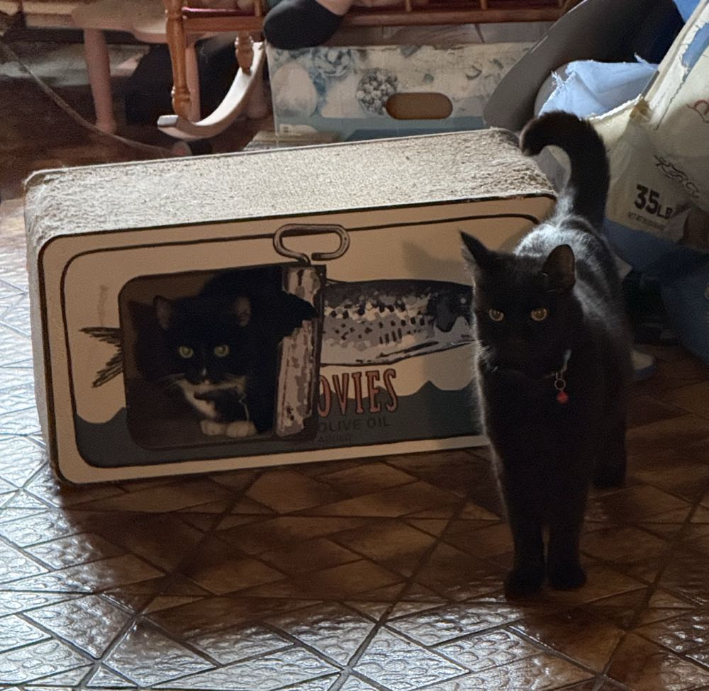 Batwoman - DC (Detective Comics) (6 - Apr 2012) comic book collectible [Barcode 76194126480600611] - Main Image 4