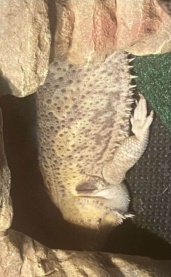 Swamp Thing - DC Comics (48 - May 1986) comic book collectible [Barcode 761941305202] - Main Image 3