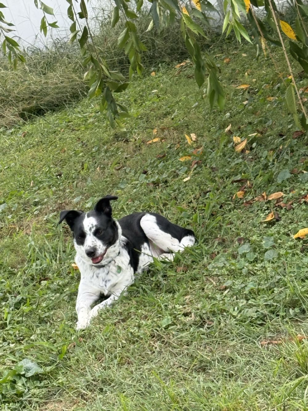 Sgt. Fury and His Howling Commandos - Marvel Comics Group (10 - Sep 1964) comic book collectible [Barcode 759606068395] - Main Image 3