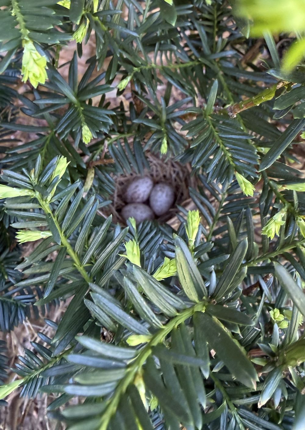 Dawn Three Tiers - Image Comics (2) comic book collectible [Barcode 709853105657] - Main Image 4