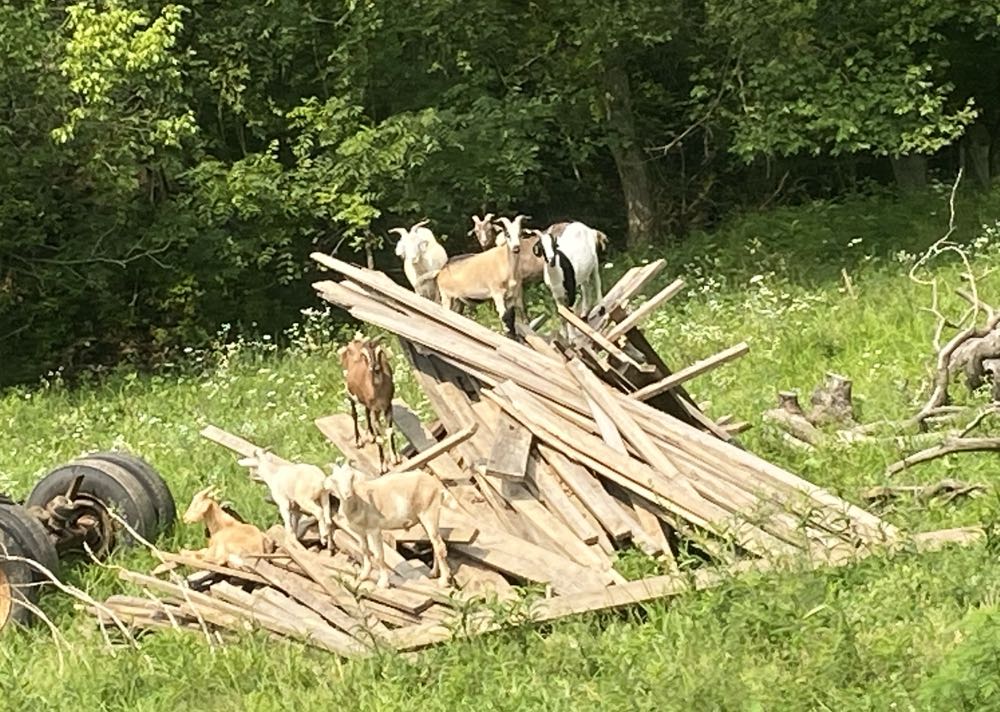 The Incredible Hulk - Marvel Comics (626 - Jun 2011) comic book collectible [Barcode 75960606637762611] - Main Image 3