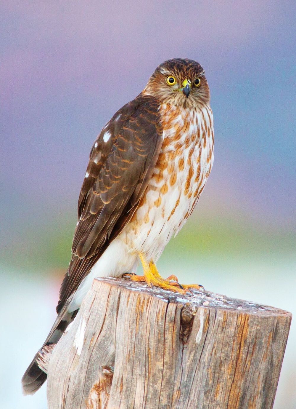 Hawk And Dove Vol 2 - DC Comics (4 - Dec 1988) comic book collectible - Main Image 3