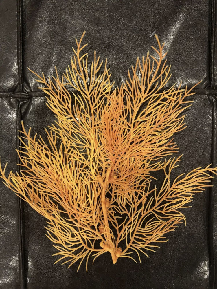 20,000 Leagues Under The Sea Seaweed Prop (1990’s)
