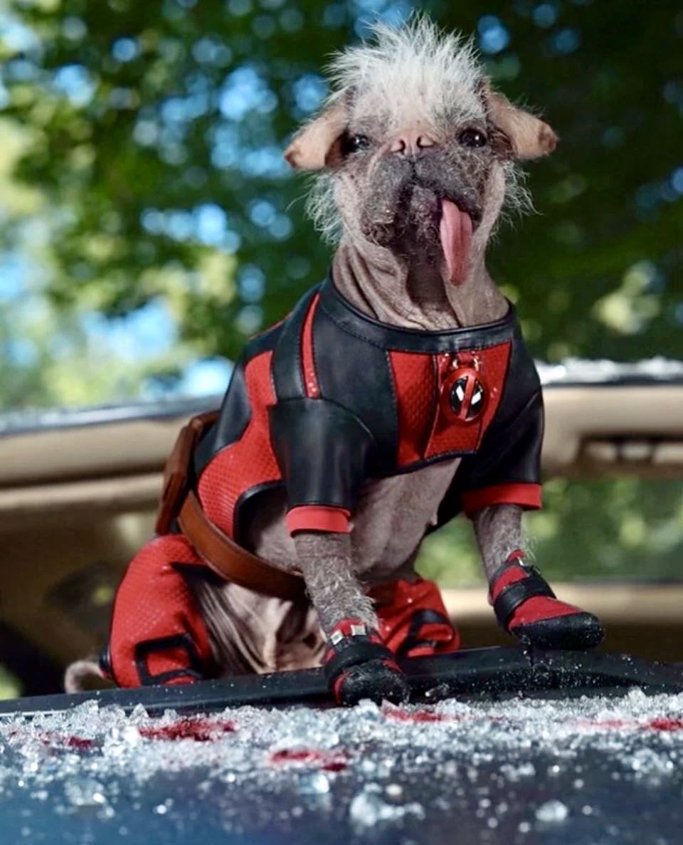 Dogpool - Deadpool vinyl figure collectible [Barcode 889698797696] - Main Image 3