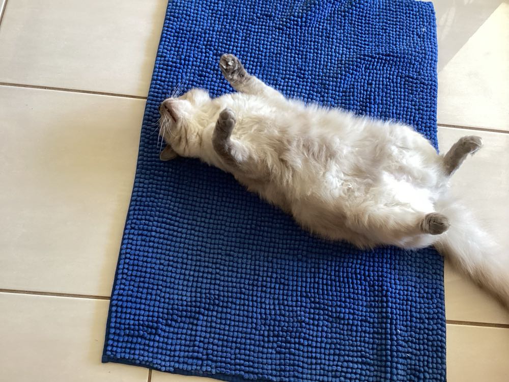 Phat! 5.5 Fate Extella: The Umbral Star: Tamamo No Mae Schoo Uniform Version 1: 6 Scale Pvc Figure