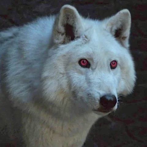 Ghost - Game of Thrones vinyl figure collectible [Barcode 849803038762] - Main Image 3