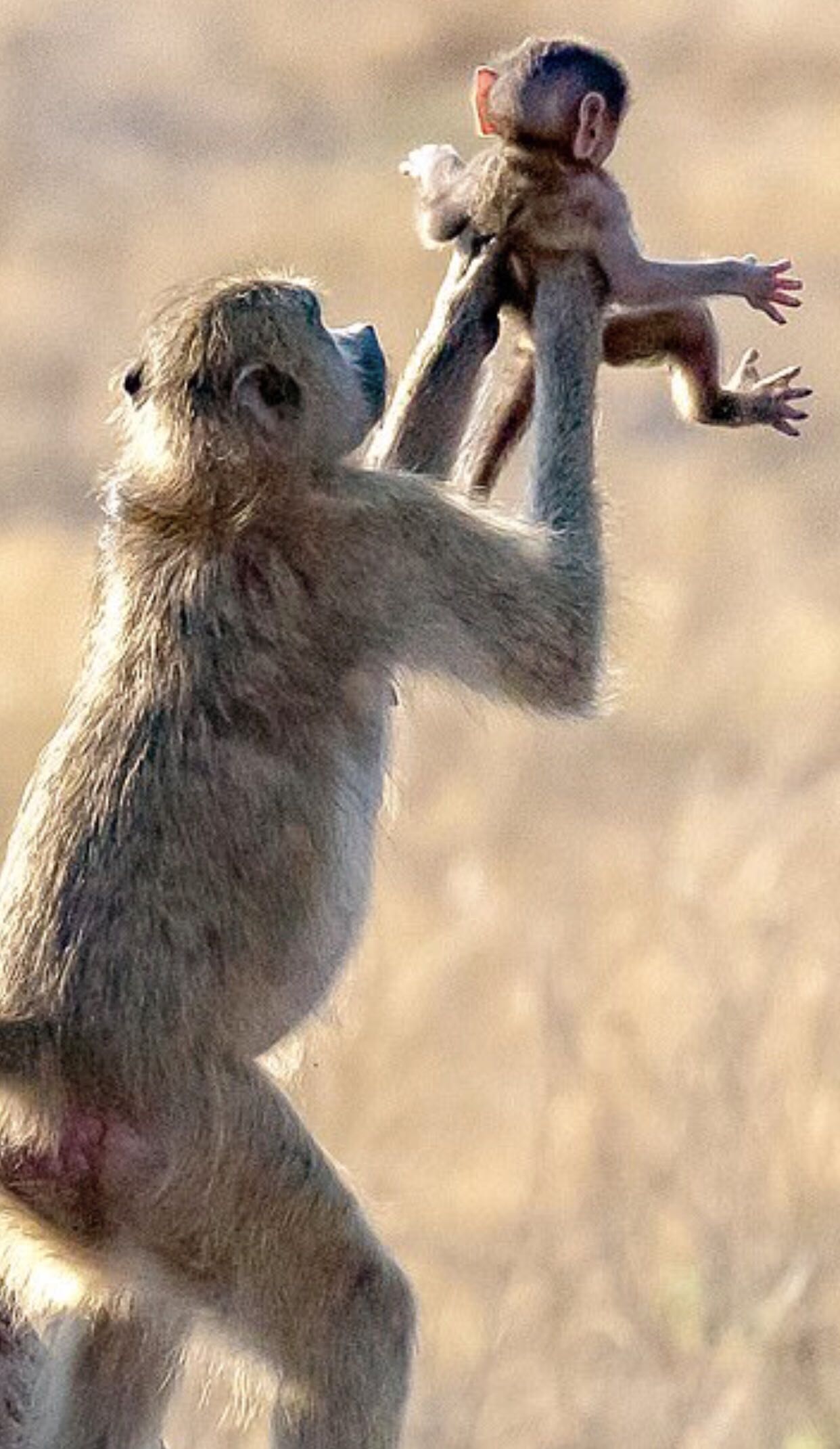 Rafiki w/Simba - Disney vinyl figure collectible [Barcode 889698387552] - Main Image 4