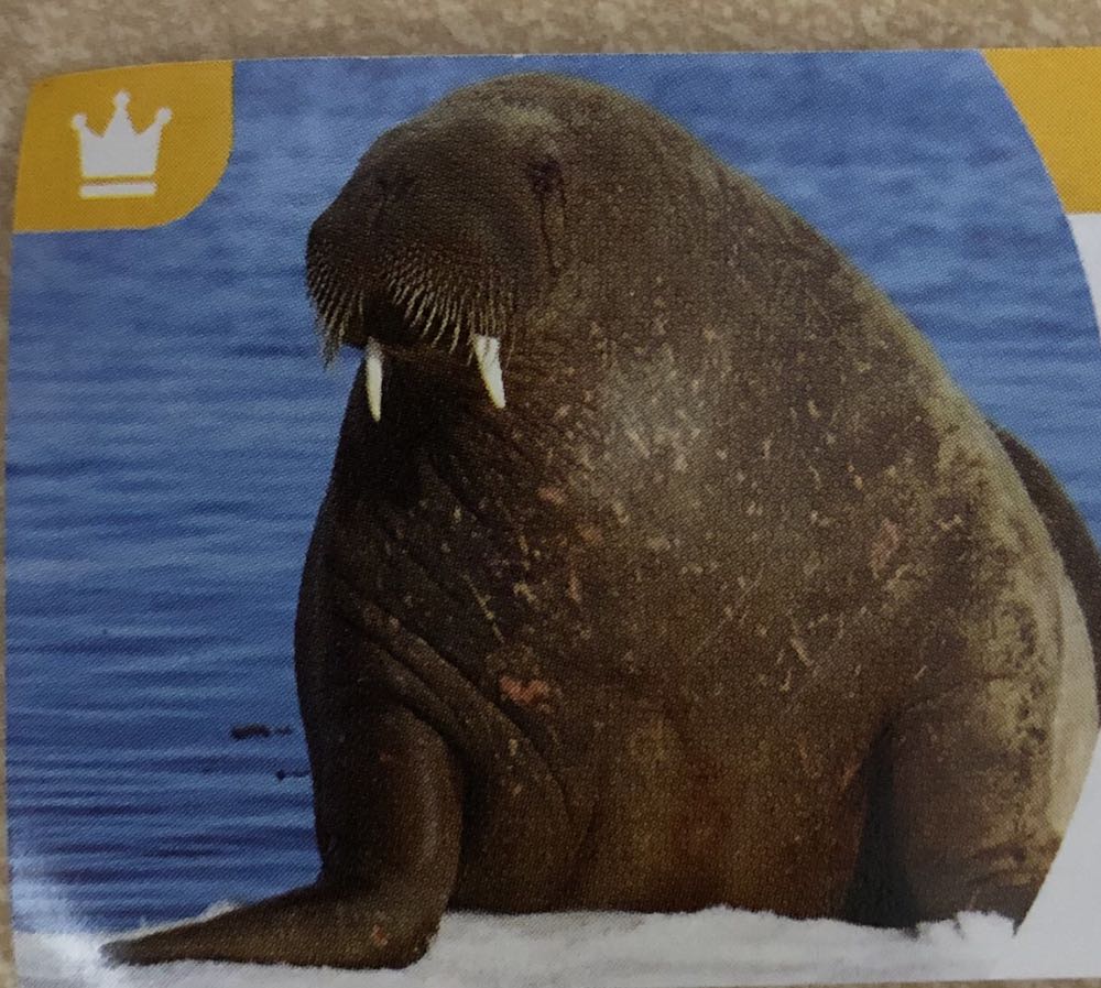 Reading Ninja (Pajamas)