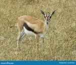 Kneeling Kyojuro Rengoku