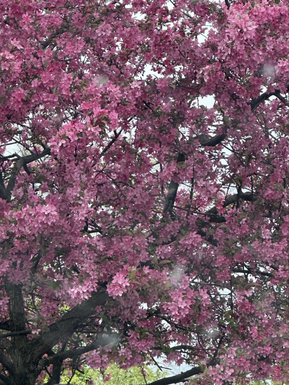 Queen (Wembley Stadium)