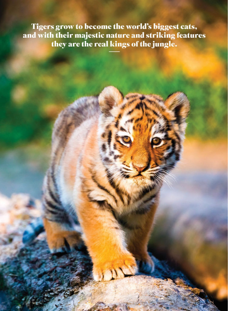 LIFE Tigers 2021  (April) magazine collectible - Main Image 2