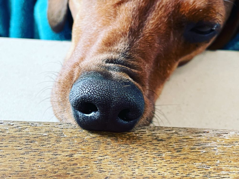 Satanik 150/L’inviato di Mjorek