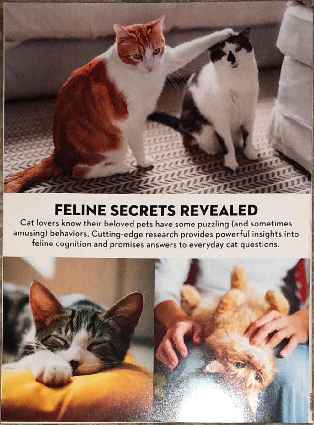 Cats:  A New Understanding  (September) magazine collectible [Barcode 07098910312236] - Main Image 2