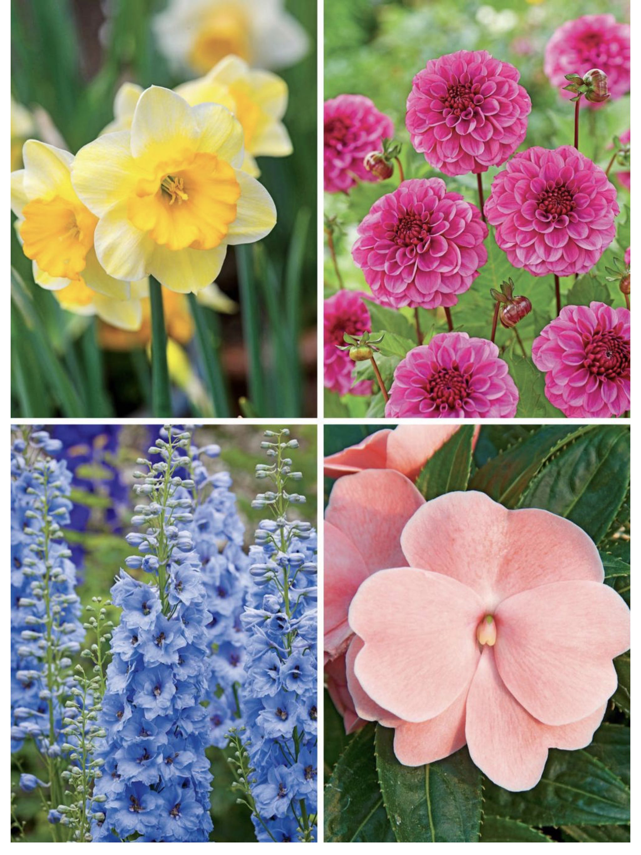 Perennials  2023 April  (April) magazine collectible - Main Image 2