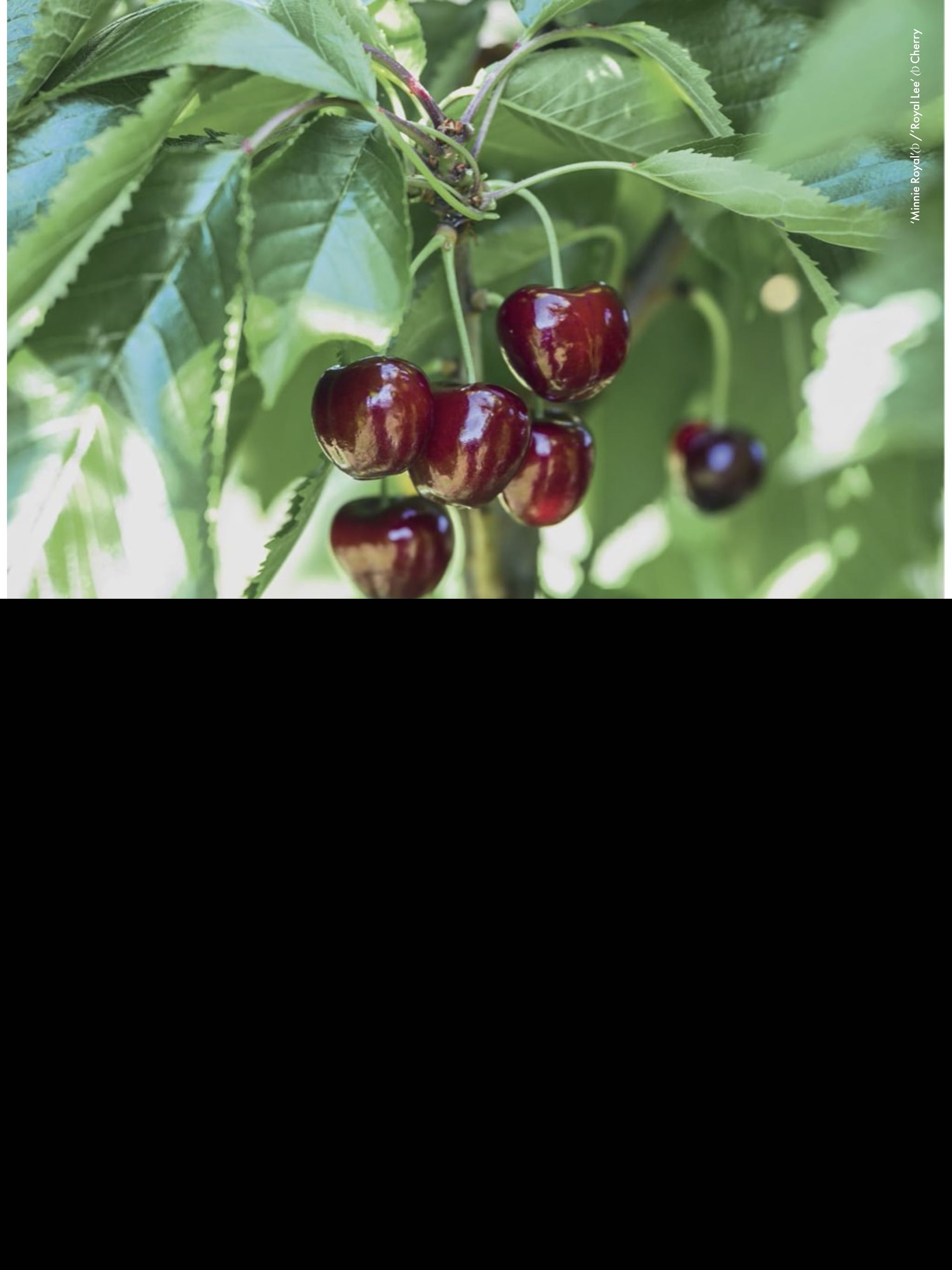 Gardening Australia  2023 December  (December) magazine collectible - Main Image 2