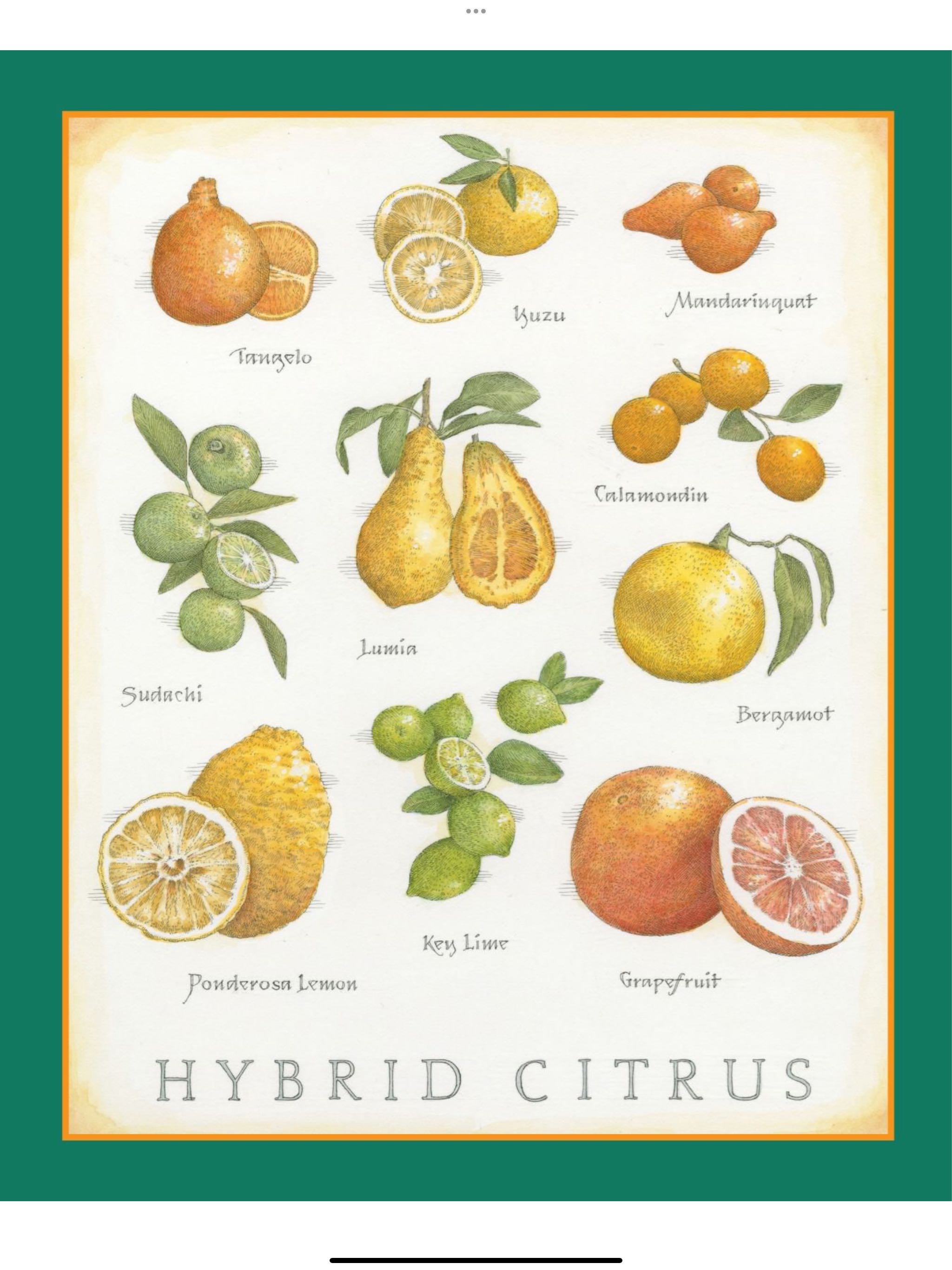 Cook’s Illustrated  2024 January-February  (January) magazine collectible - Main Image 2