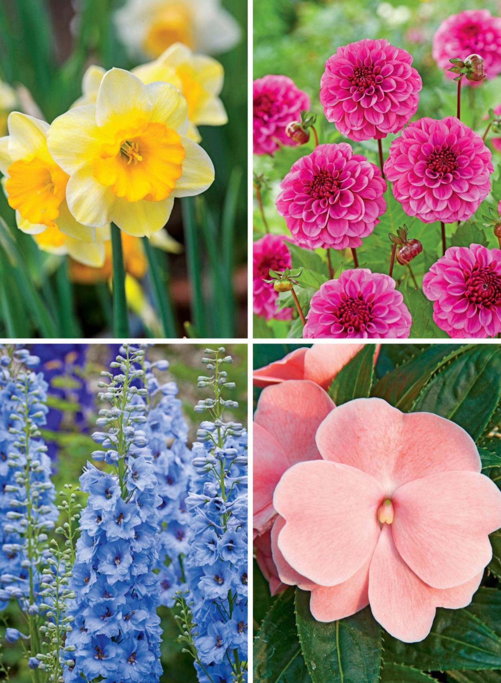 Perennials  2023 April  (April) magazine collectible - Main Image 2