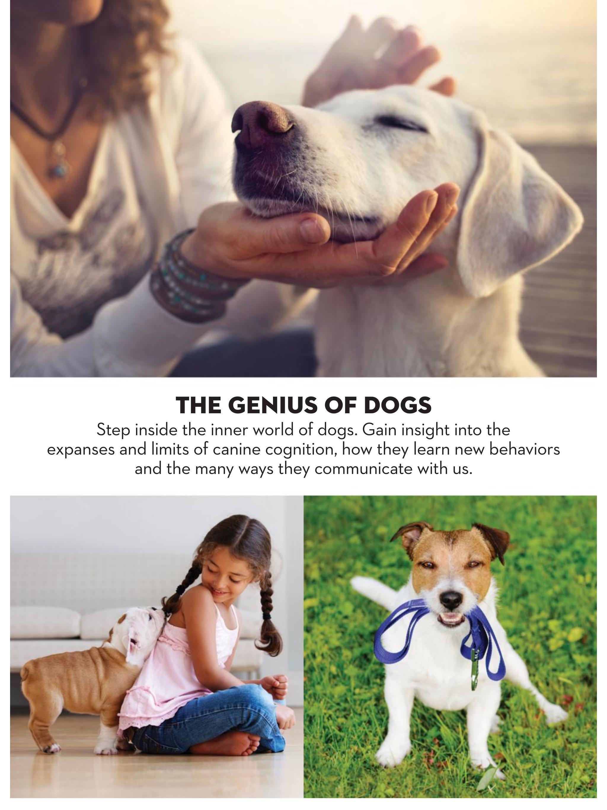 PawPrint Inside a Dog’s Brain  2021 October  (October) magazine collectible - Main Image 2