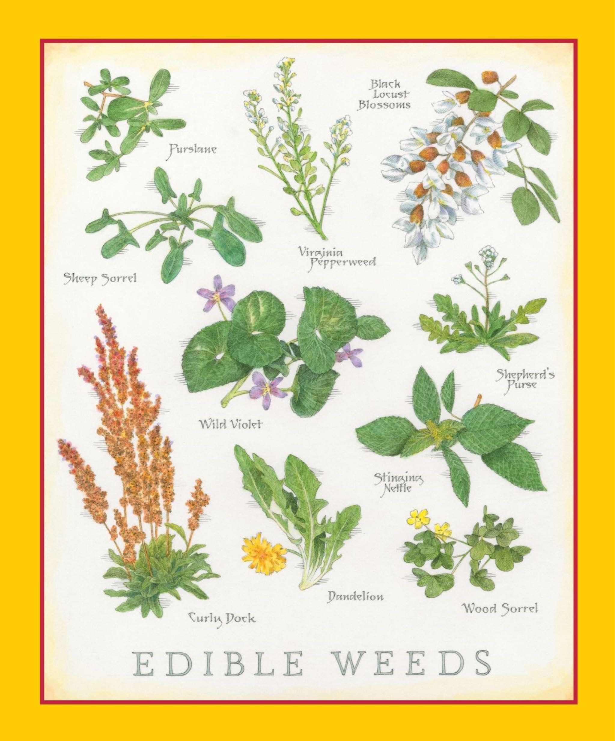 Cook’s Illustrated  2024 May-June  (May) magazine collectible - Main Image 2