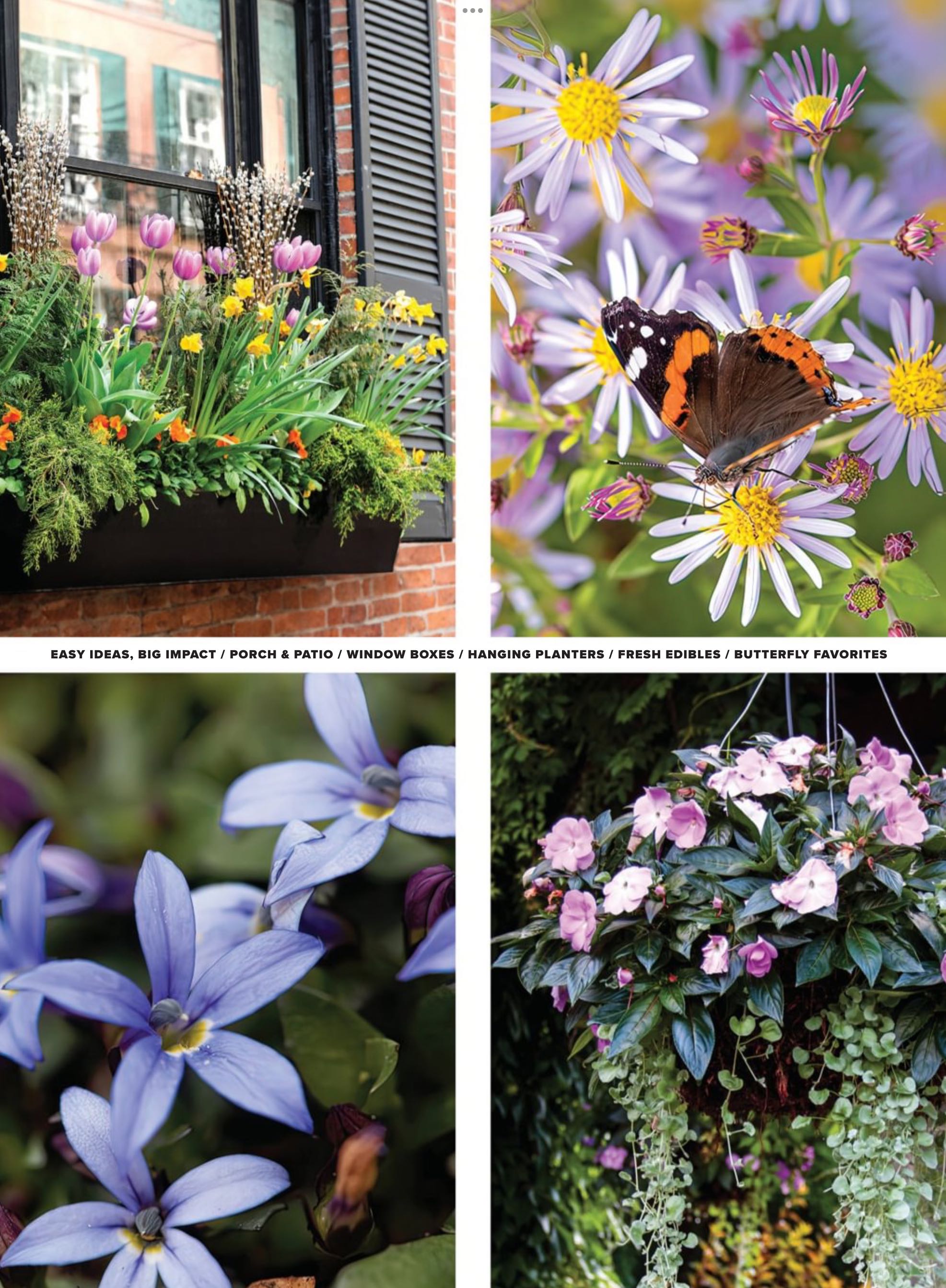 Container Gardening  2024 February  (February) magazine collectible - Main Image 2