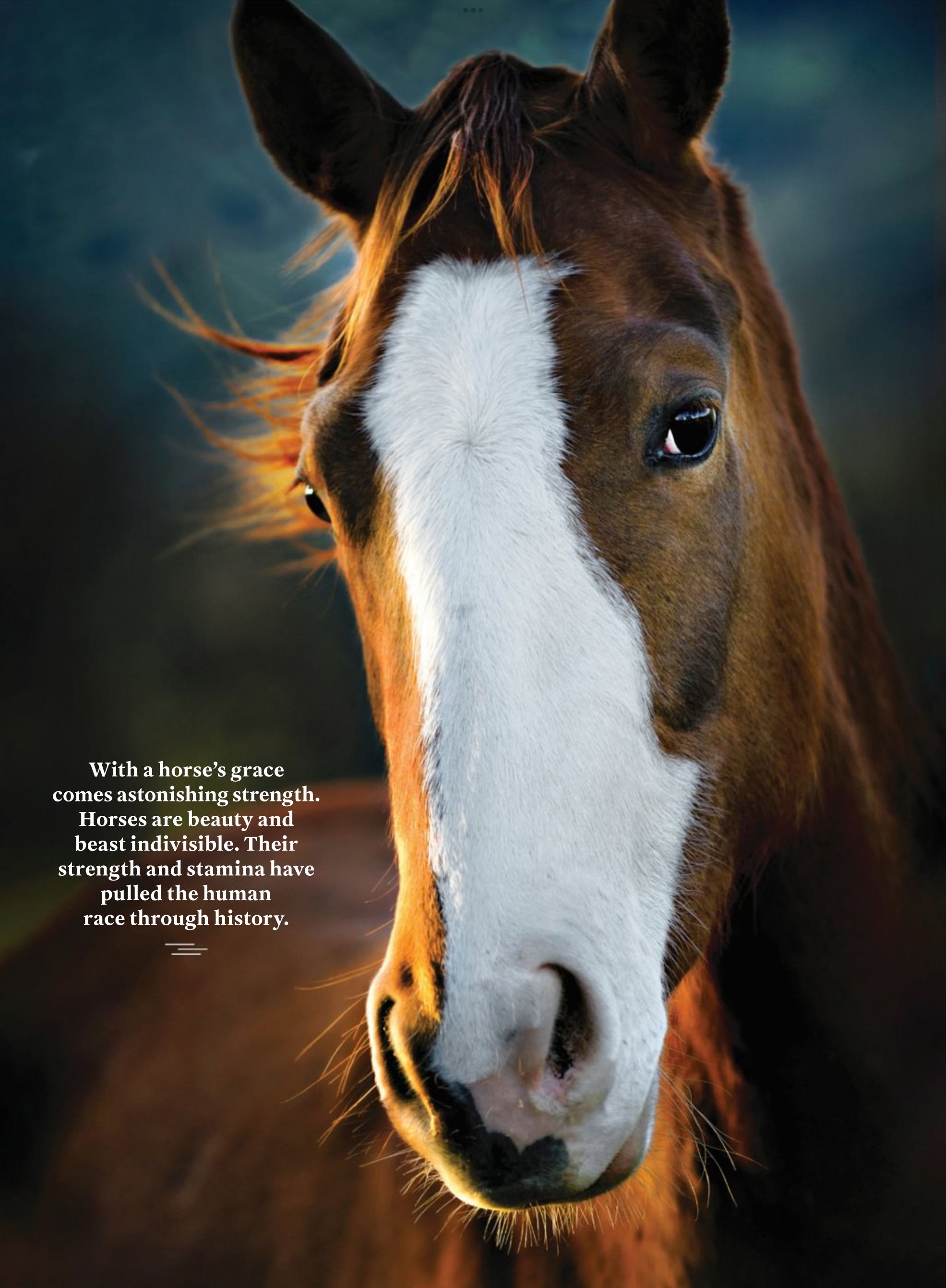 LIFE Horses  2022 July  (July) magazine collectible - Main Image 2